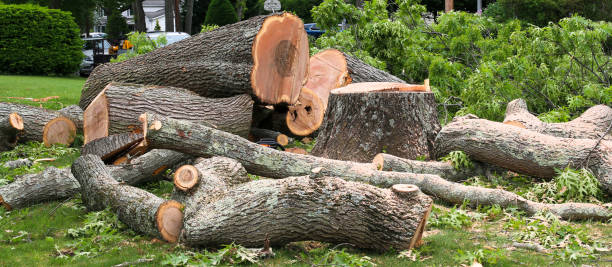 How Our Tree Care Process Works  in  Greenfields, PA